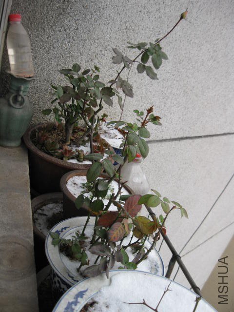 IMG_8096.JPG