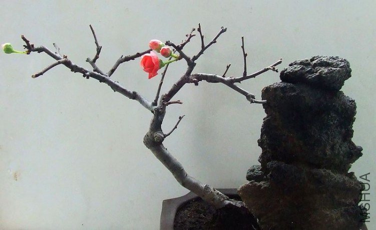 DSCF6478.JPG