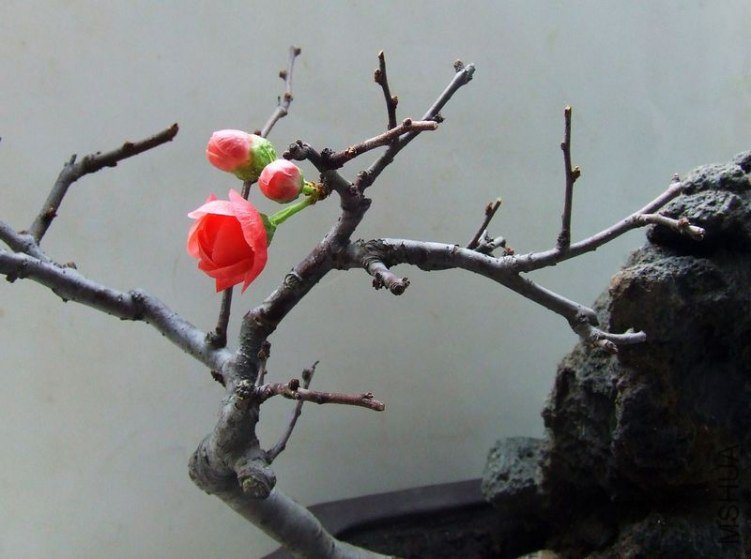 DSCF6479.JPG