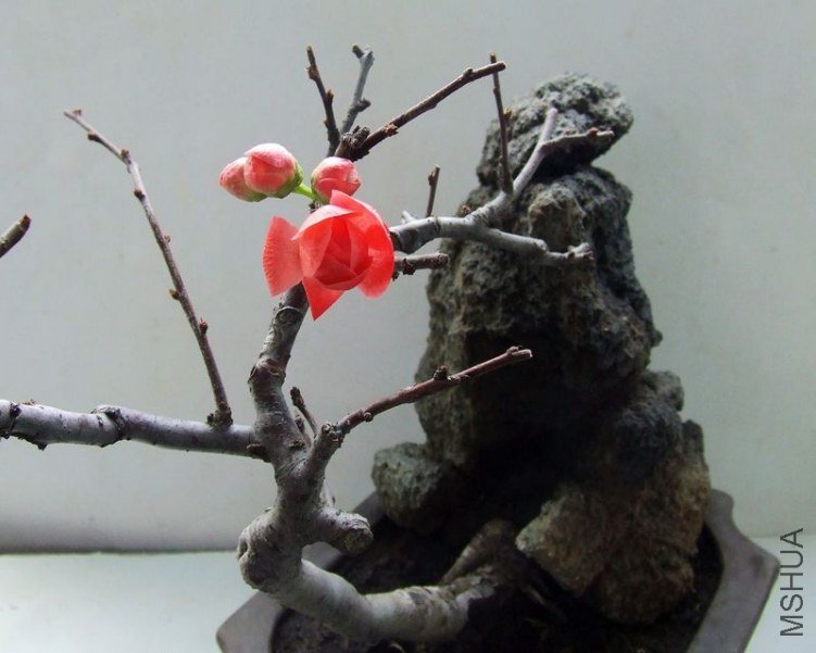 DSCF6480.JPG
