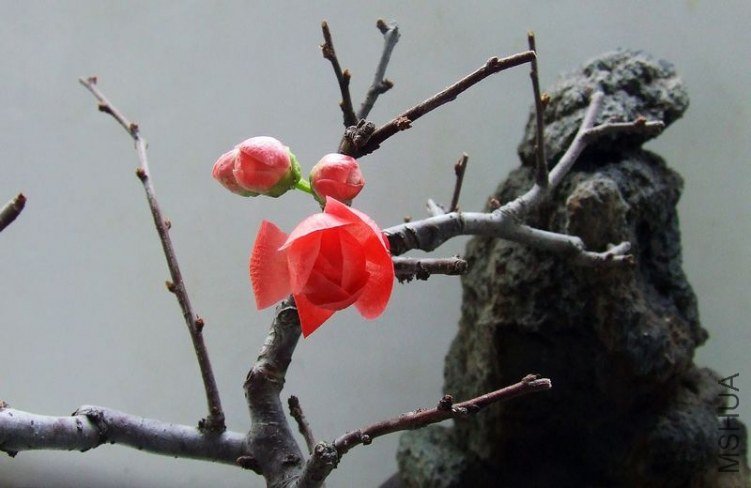 DSCF6483.JPG