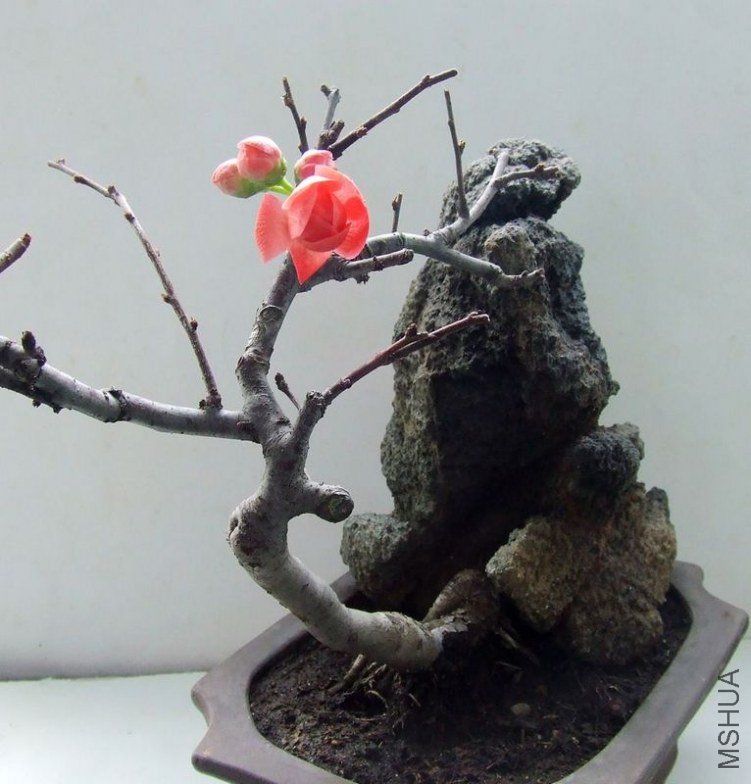 DSCF6484.JPG