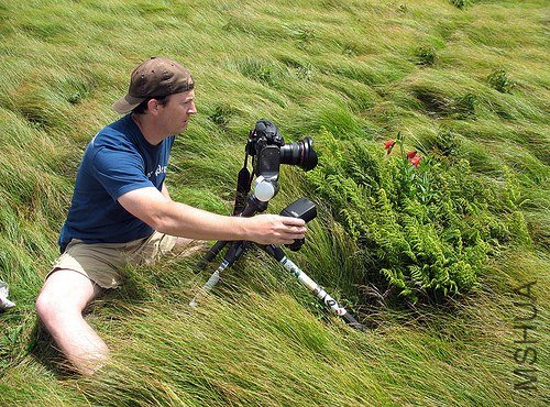 Lilium grayi (1).jpg