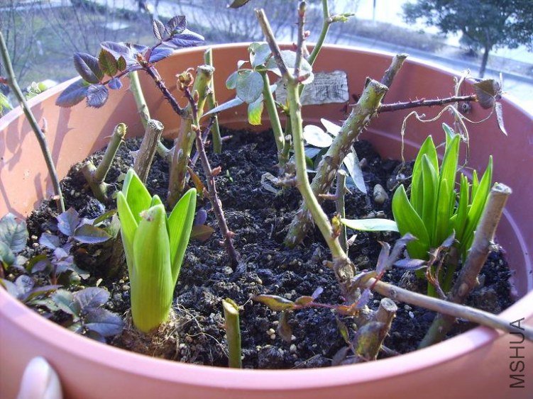 ������ѿ