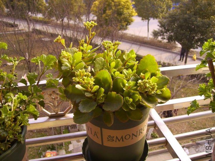 ���ټ���ŭ��