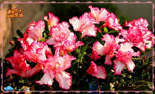 ��Ƭ 015_����.jpg