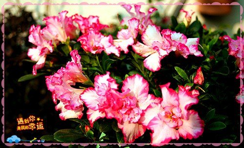 ��Ƭ 010_����.jpg