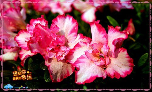 ��Ƭ 012_����.jpg