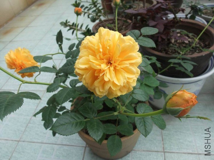 DSCF4612.JPG