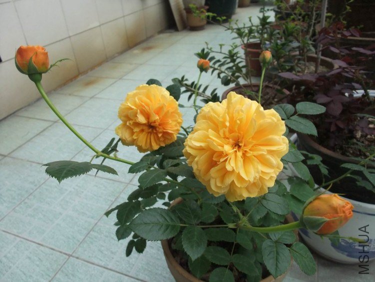 DSCF4614.JPG