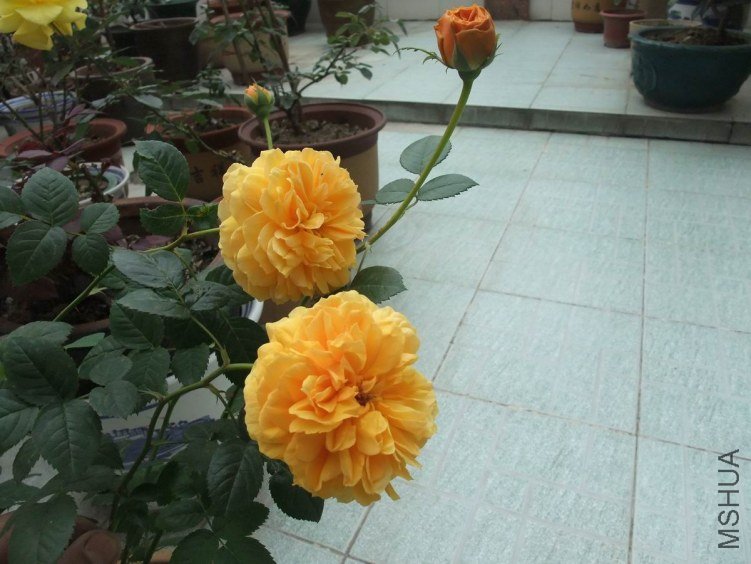DSCF4621.JPG
