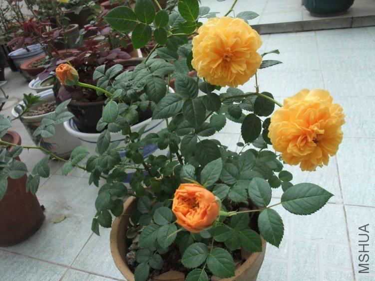 DSCF4624.JPG