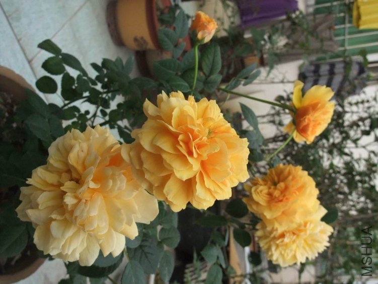 DSCF4629.JPG