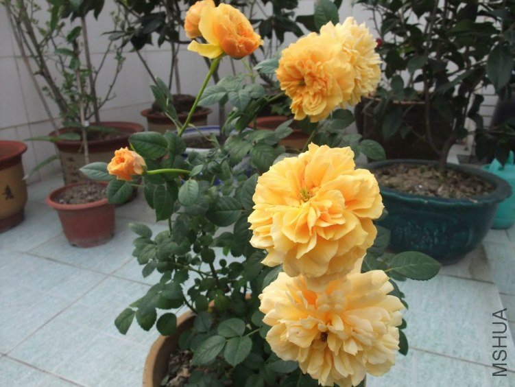 DSCF4631.JPG