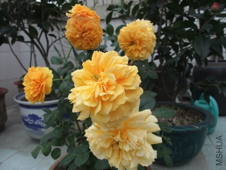 DSCF4642.JPG