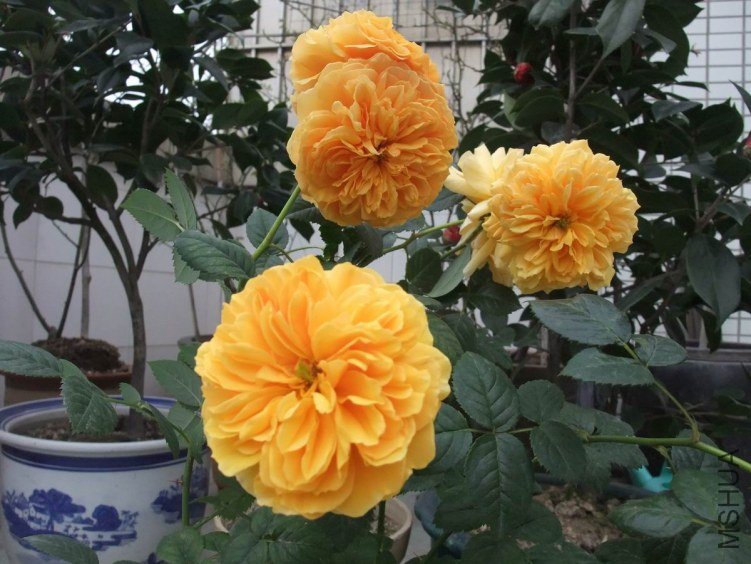 DSCF4643.JPG