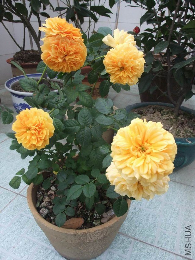 DSCF4644.JPG