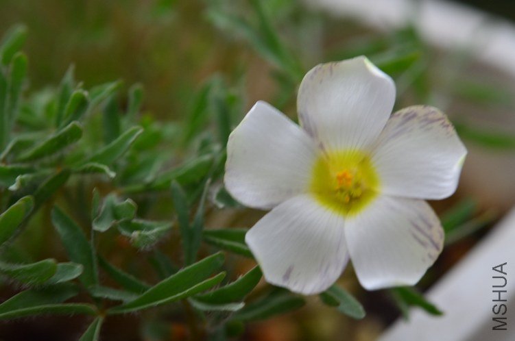 Oxalis densa 20121226 003.JPG