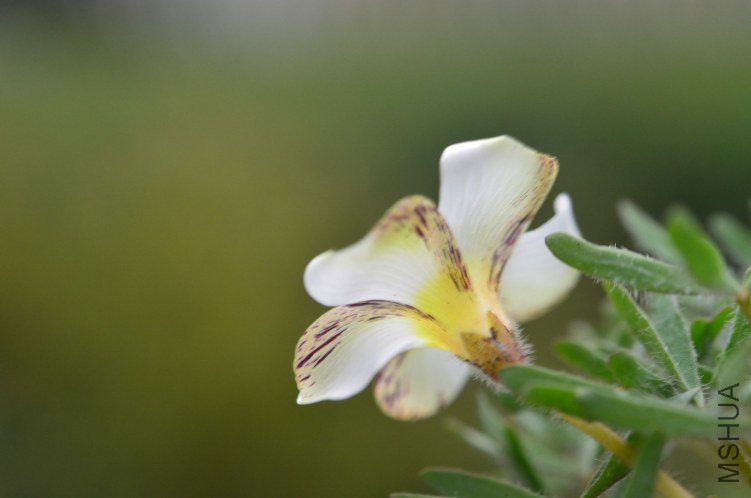 Oxalis densa 20121226 005.JPG