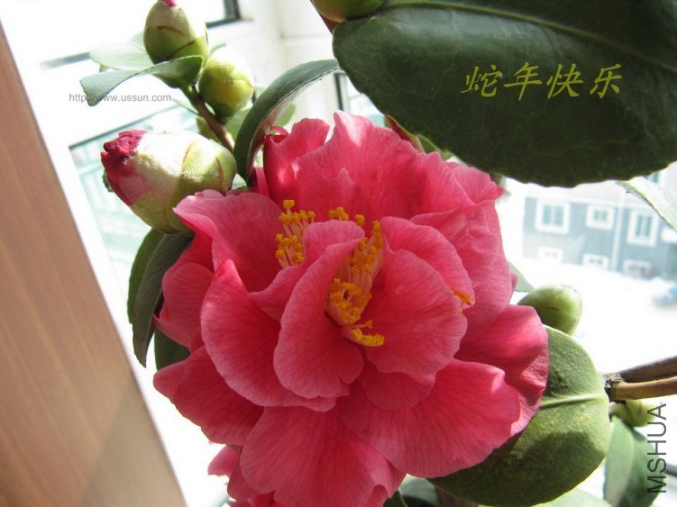 ����ζ�Ĳ軨1