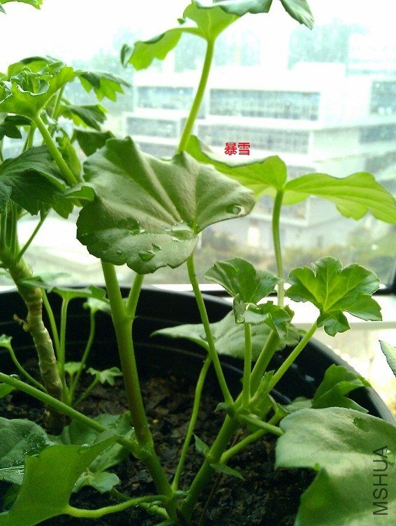 ��ѩ�Ĳ�֦�Ѿ��ܳ��ˣ��ಳ���Ʒ��