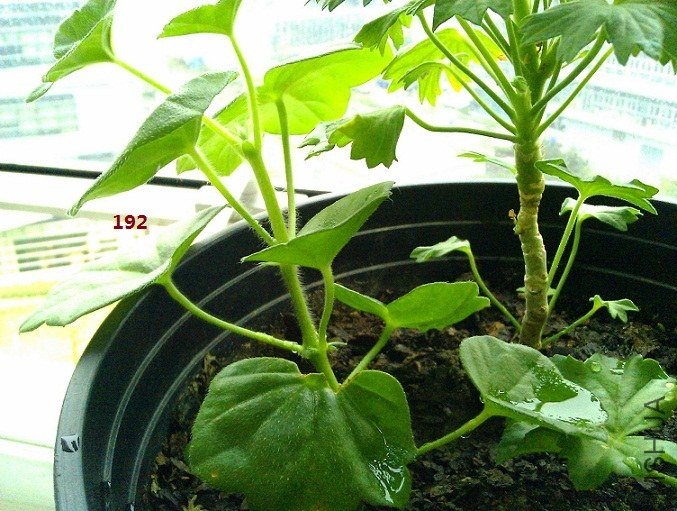 192������������Ҳ���õ�����Ҷ�Ӻ�����ܿɰ�