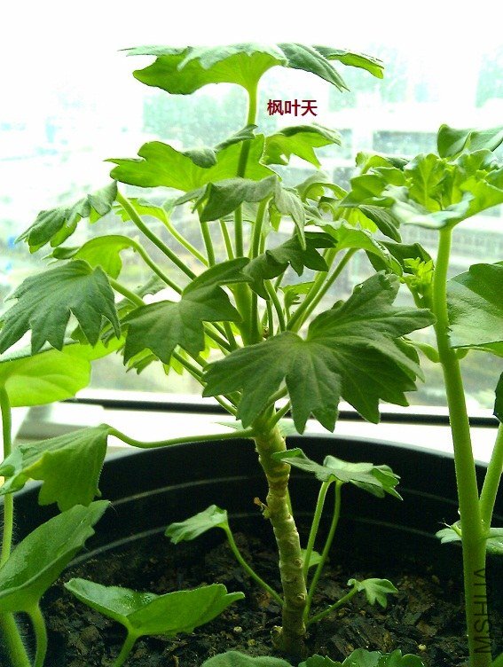 ��Ҷ�죬�ȽϽ��յ�Ҷ�ӣ����ñȽ������ѵ�ֱ����Ҫ���ñȽ�����