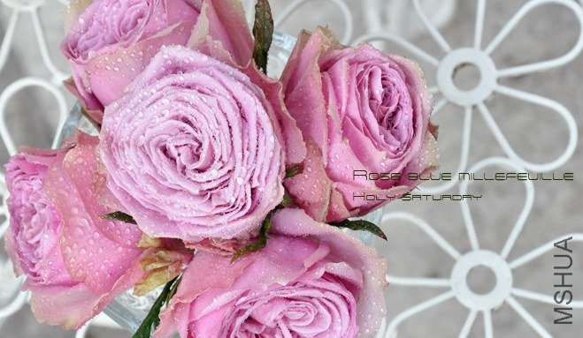 ROSE Blue millefeuille.jpg