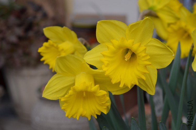 DSC_0004.JPG