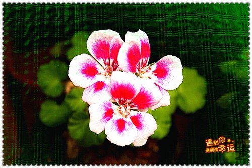 ��Ƭ 001_����.jpg