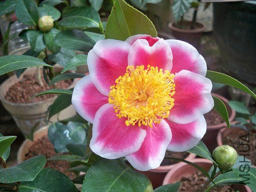 100_4822_����.jpg