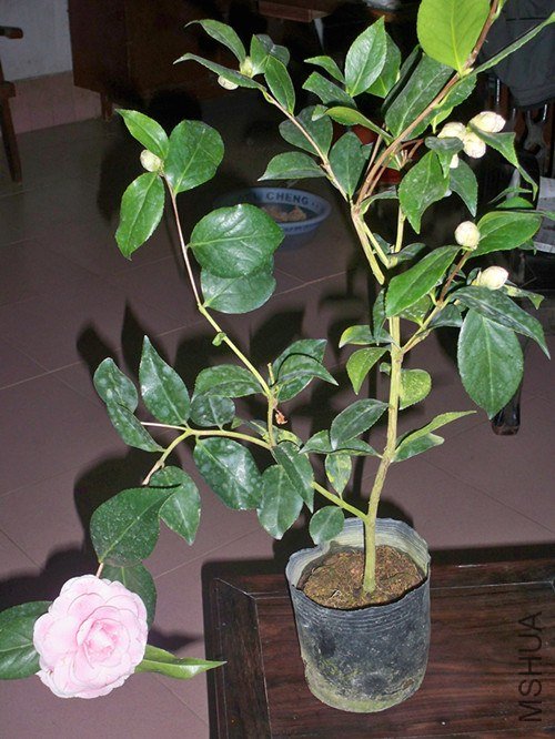100_4830_����.jpg