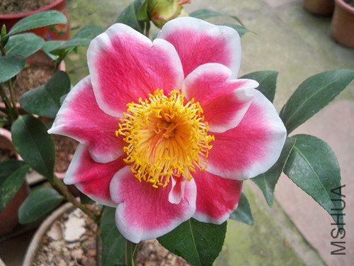 100_4839_����.jpg