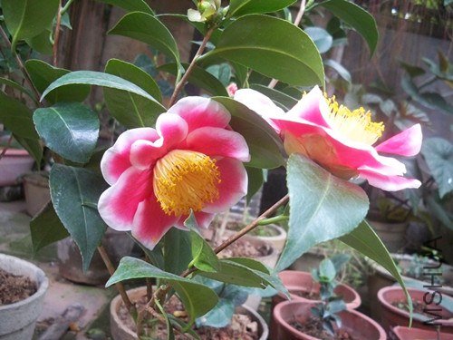 100_4870_����.jpg