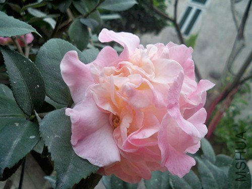 100_4946_����.jpg