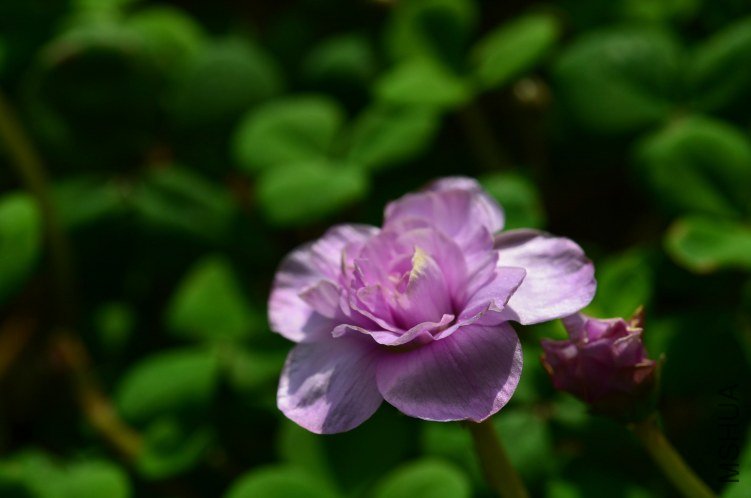 Oxalis Nidulans pompom���ذ�20130119 009.JPG