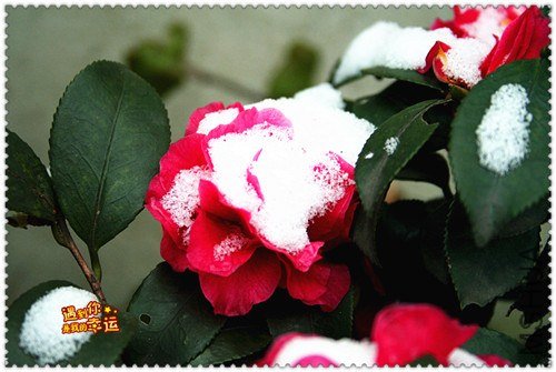 ��Ƭ 009_����.jpg