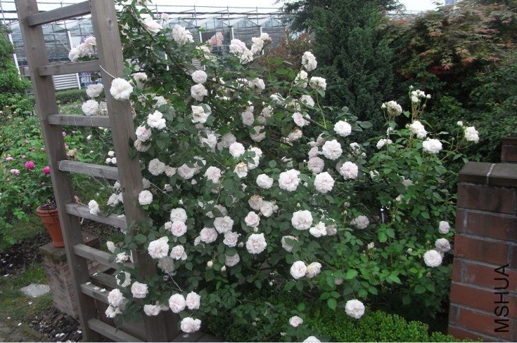 ����ѷ (1).jpg