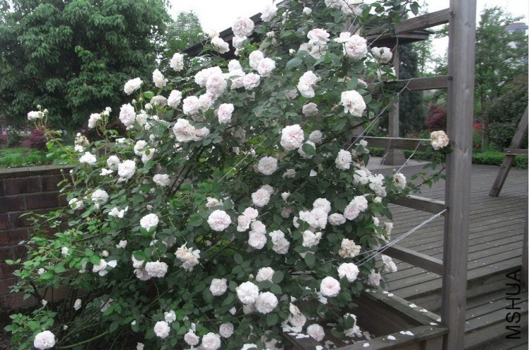 ����ѷ (2).jpg