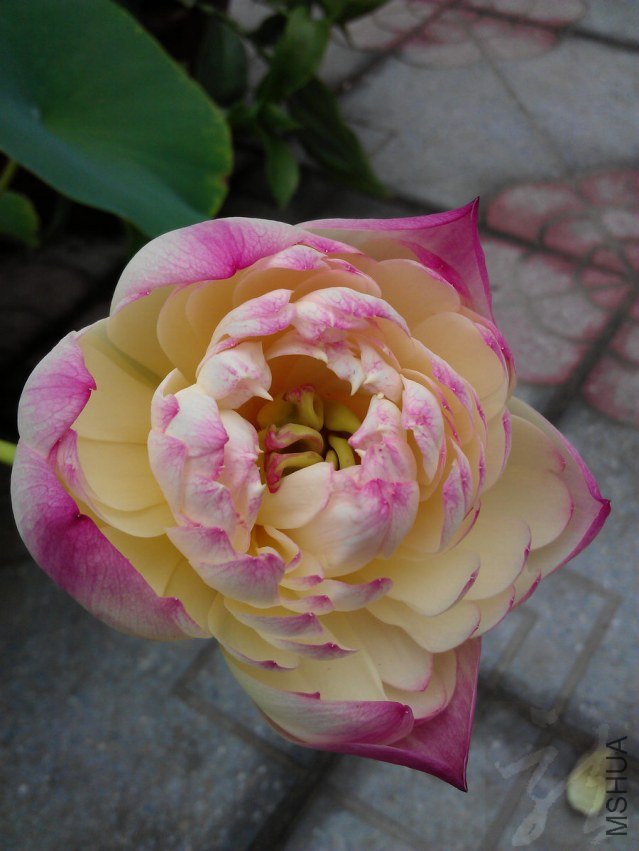 IMAG0820.jpg