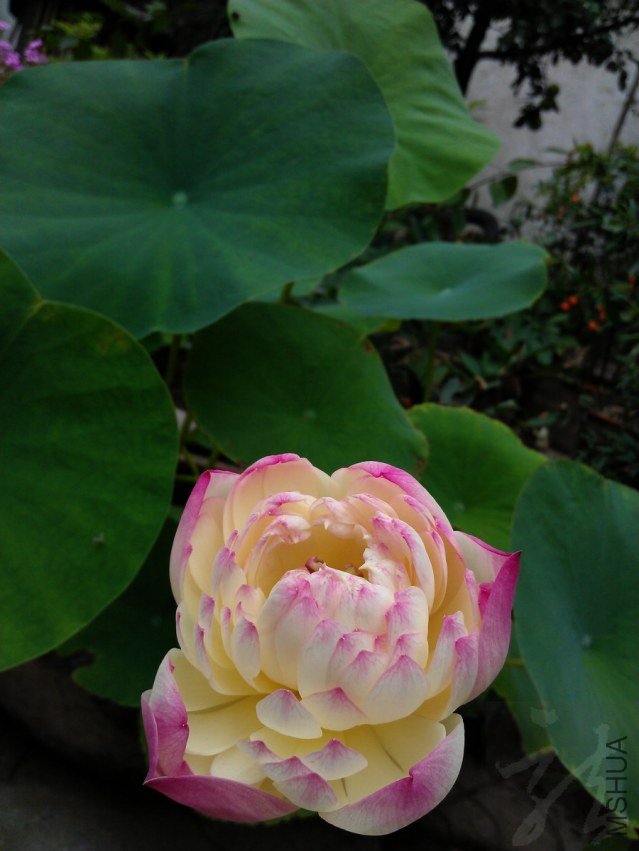 IMAG0822.jpg