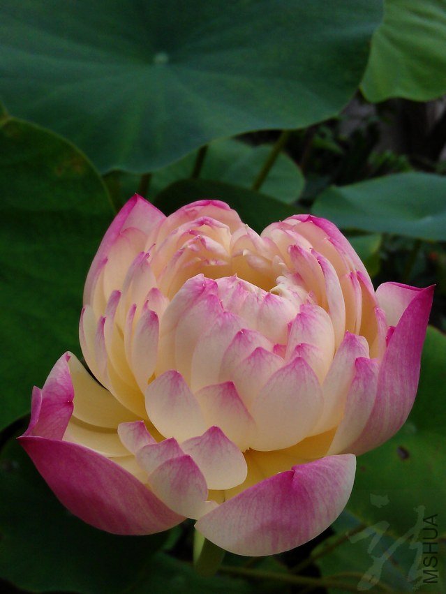 IMAG0826.jpg