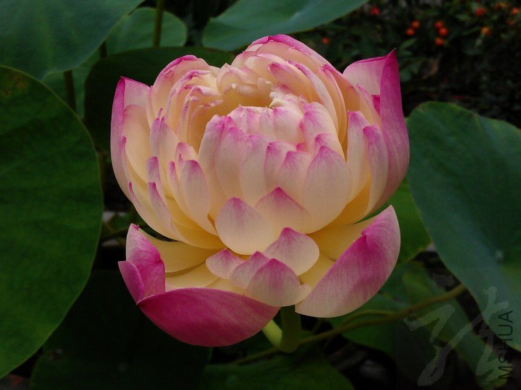 IMAG0830.jpg