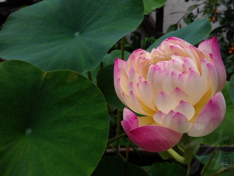 IMAG0831.jpg