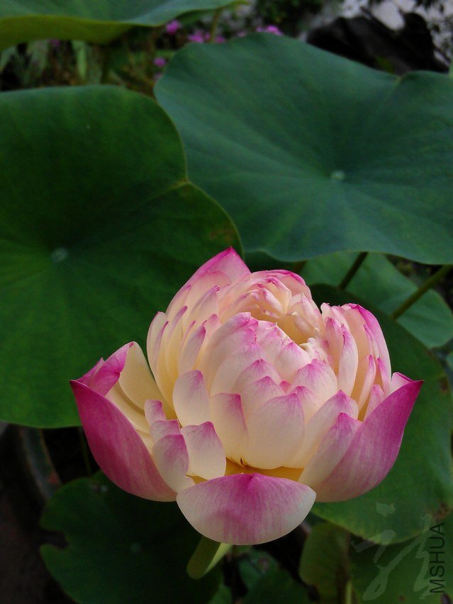 IMAG0832.jpg