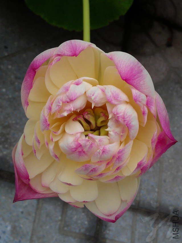 IMAG0836.jpg
