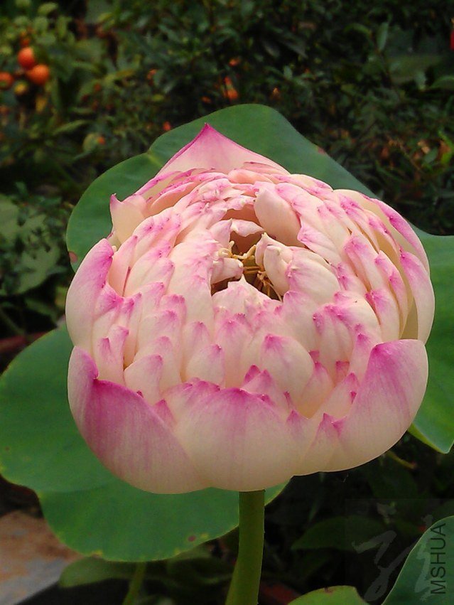 IMAG0970.jpg