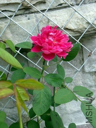 ��Ƭ 014.jpg