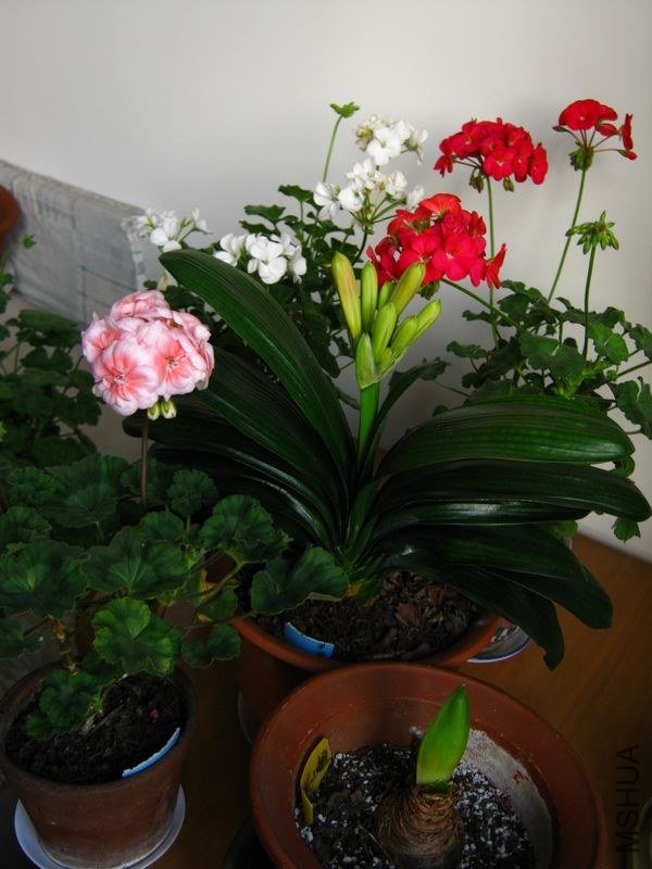 IMG_3325.jpg