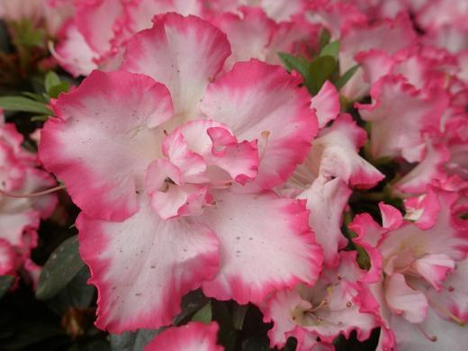 ����2ɫ �ž�.JPG